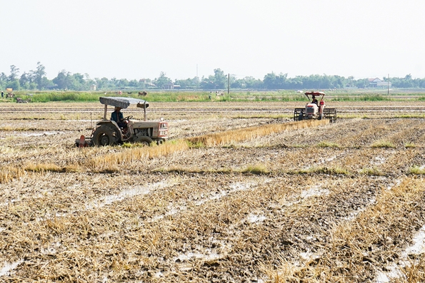 Khẩn trương sản xuất vụ hè thu