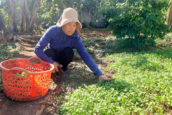 Phụ nữ xã Tân Lập phát triển diện tích rau an toàn