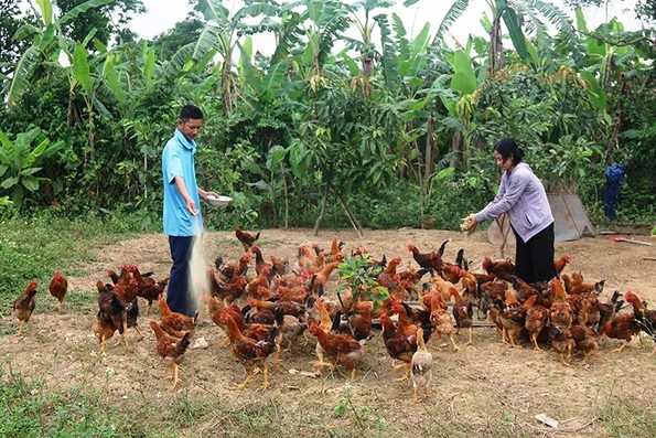 Làm giàu nhờ mô hình nuôi gà thả vườn
