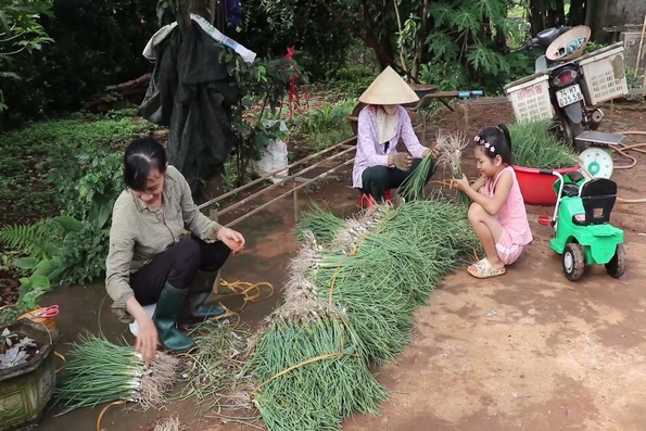 Nông dân phấn khởi do giá ném tăng cao