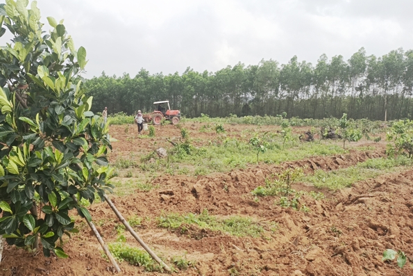 Cam Lộ: Trồng thử nghiệm 4,5 ha gừng xen cây ăn quả