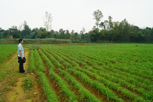 Cây ném của xã Cam Chính được chứng nhận đạt tiêu chuẩn VietGAP