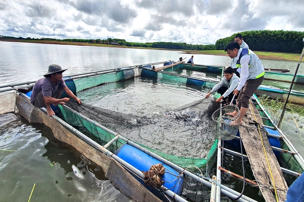 Nuôi cá lăng chấm cho thu nhập cao