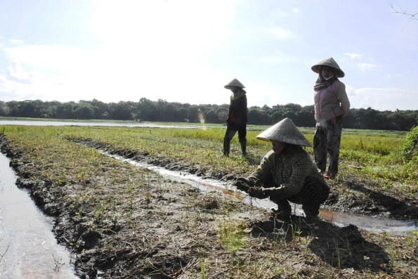 Người dân xã Hải Định thất thu do hàng chục héc ta trồng cây ném bị ngập úng