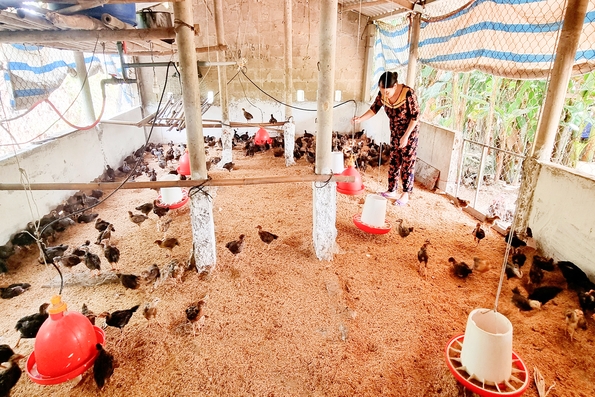 Thực hiện có hiệu quả các phương án sản xuất nông nghiệp