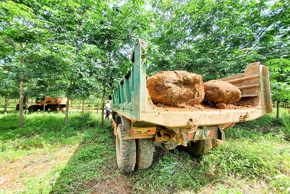 Cần quản lý để việc khai thác, cắt chẻ đá ba dan đúng pháp luật