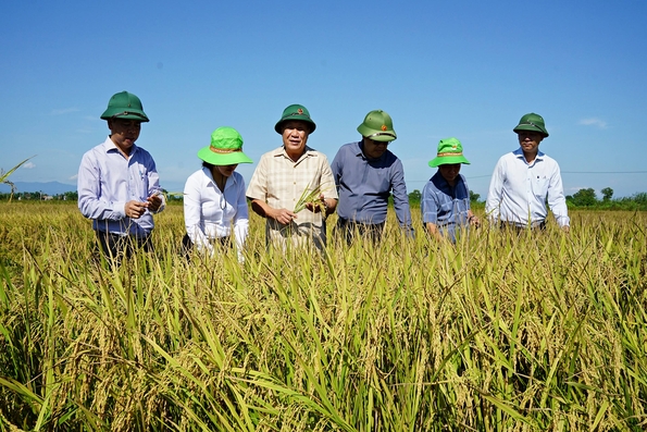 Phó Chủ tịch Thường trực UBND tỉnh Hà Sỹ Đồng kiểm tra tình hình thu hoạch lúa vụ hè thu tại huyện Hải Lăng