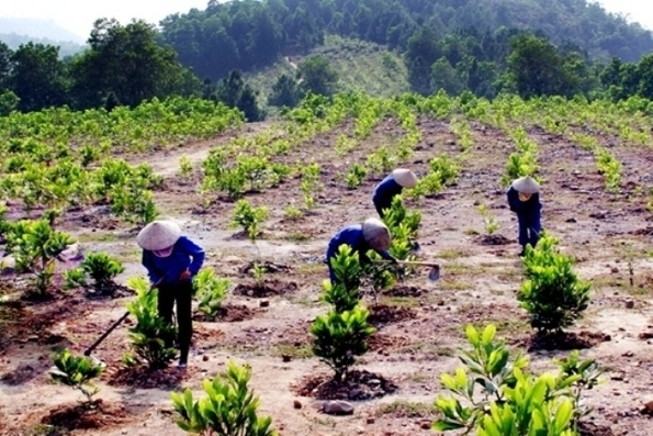 Thí điểm vùng nguyên liệu đạt chuẩn để thay đổi tư duy của người trồng rừng