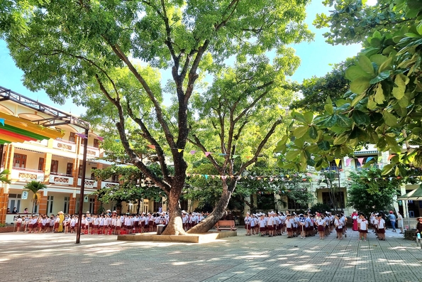 “Thăm khám” cho cây xanh trong trường học