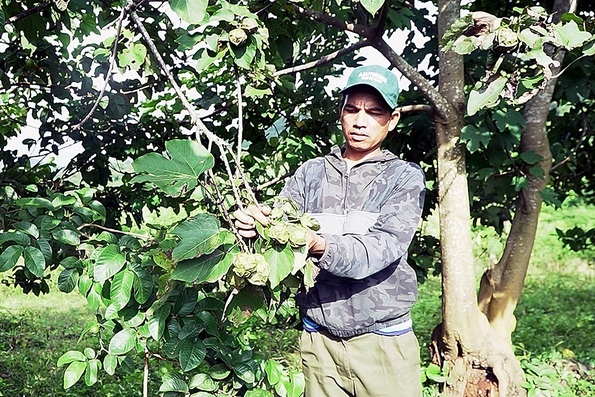 Tạo sinh kế cho người dân vùng cao từ cây trẩu