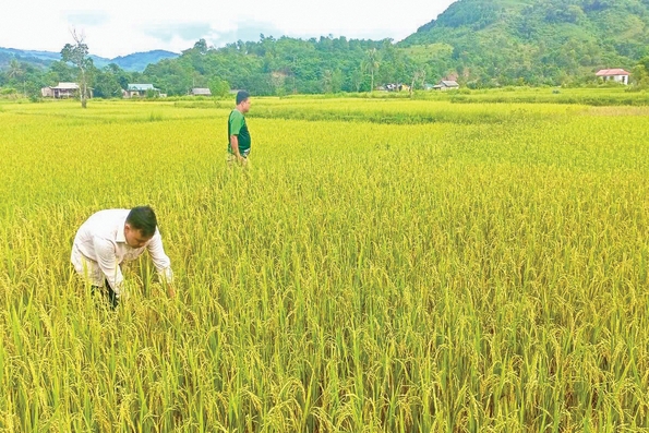 Lan tỏa tinh hoa của núi rừng