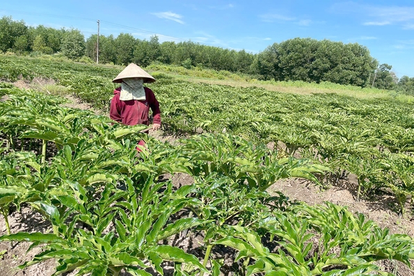 Trồng cây nưa cho thu nhập cao ở thôn Đông Sơn