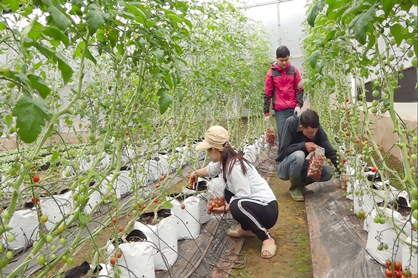 Hỗ trợ ứng dụng tiến bộ khoa học công nghệ vào sản xuất