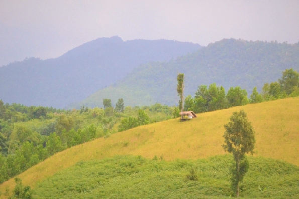 Mấy mùa Ada Koonh