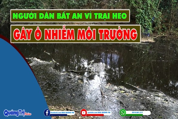 Người dân bất an vì trại nuôi heo gây ô nhiễm môi trường