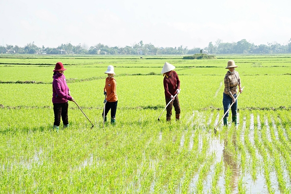 Khẩn trương chăm sóc cây trồng vụ đông xuân