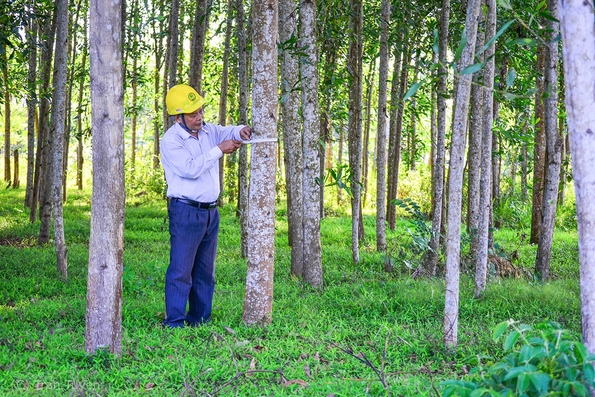 Hiệu quả về đẩy mạnh cơ cấu lại ngành nông nghiệp ở huyện Gio Linh