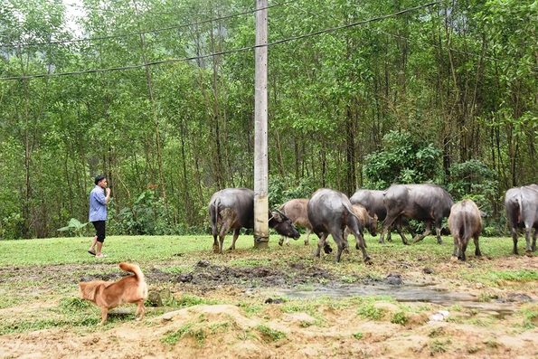 Nhiều nỗi lo từ chăn nuôi trâu, bò thả rông