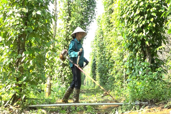 Làm giàu từ cây trồng và vật nuôi chủ lực