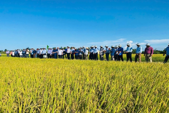 Hợp tác xã - “Bệ đỡ” để nông nghiệp Hải Lăng phát triển