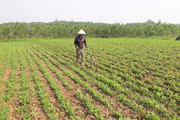 Phát triển kinh tế nông nghiệp ở Triệu Phong - 10 năm nhìn lại