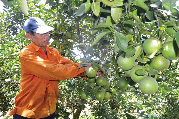 Khai thác tiềm năng, thế mạnh để phát triển kinh tế gò đồi