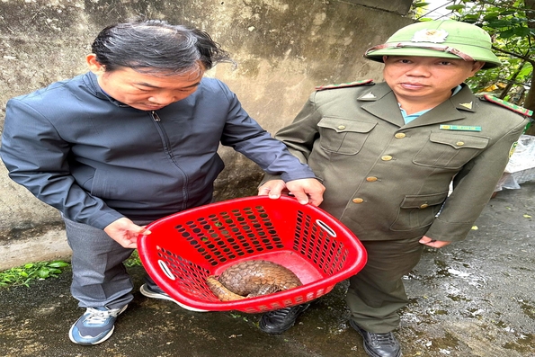 Đông Hà: Tê tê quý hiếm bất ngờ bò vào phòng làm việc