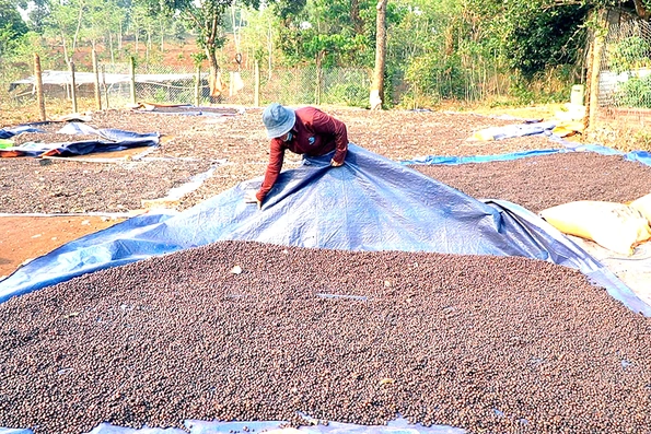 Niềm vui nhân đôi từ cây cà phê mít ở Hướng Hóa