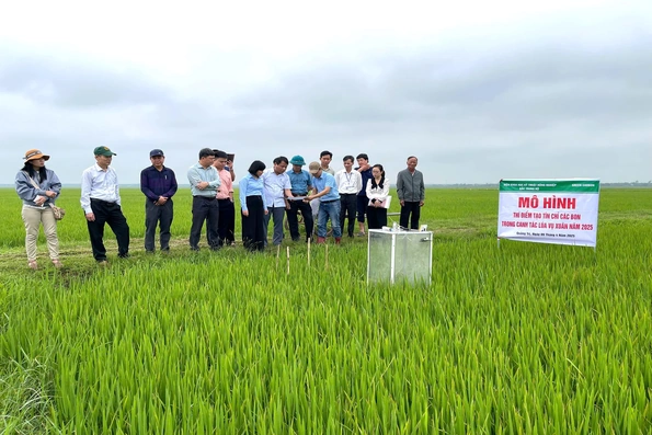 Thí điểm mô hình tưới ngập khô xen kẻ trong canh tác lúa