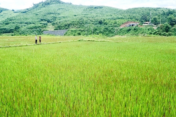 Hiệu quả các chương trình chuyên đề trong xây dựng nông thôn mới tại Đakrông