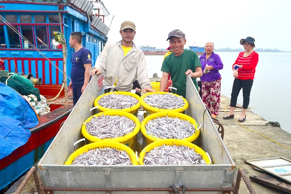Ngư dân hối hả vào vụ cá Nam