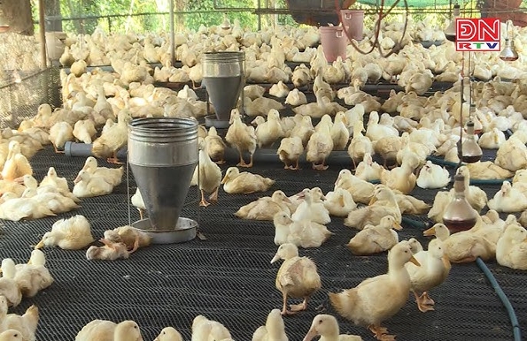 Tiến độ và tỉ lệ tiêm phòng cho đàn vật nuôi chưa đạt yêu cầu