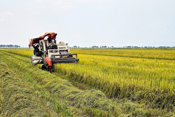 Lúa vụ đông xuân năng suất giảm, giá thấp
