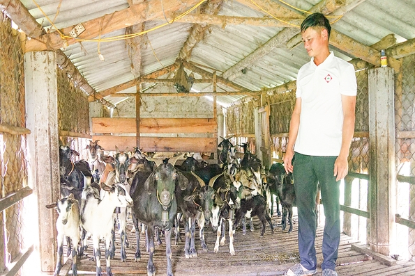 Thu nhập đến 350 triệu đồng mỗi năm từ nuôi dê