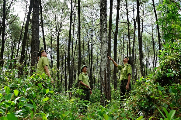 Tăng cường phòng cháy, chữa cháy rừng mùa nắng nóng