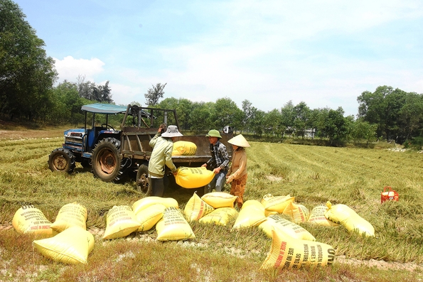 Những “hạt vàng” trên đồng cát Hà Tây