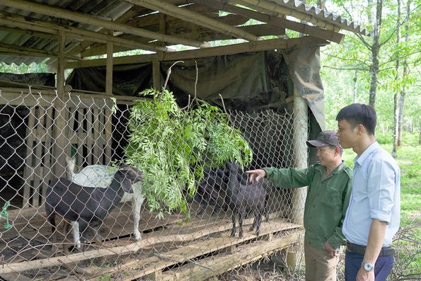 Nhân rộng mô hình nuôi dê nhốt ở vùng Cùa gặp khó khăn
