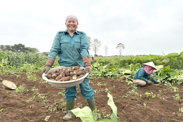 Duy trì và mở rộng diện tích trồng môn theo hướng hàng hóa ở huyện Vĩnh Linh