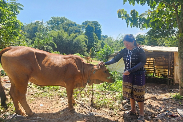 Nỗ lực thoát nghèo của nữ bí thư chi bộ thôn Trùm