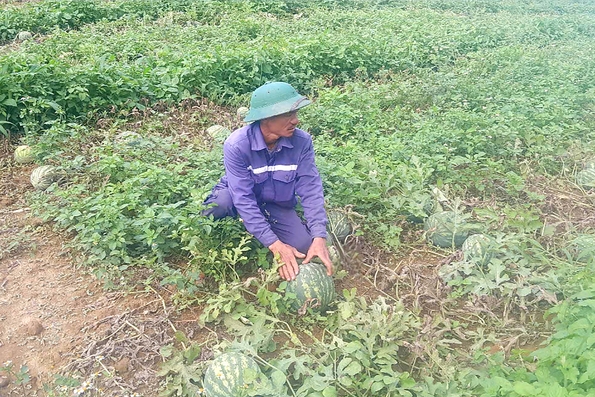 Nhân rộng mô hình trồng dưa hấu ở Hướng Phùng