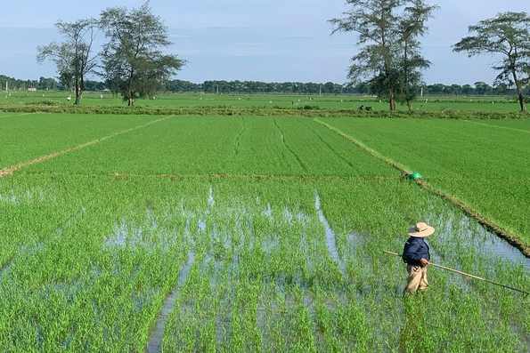 Chuyển đổi sang sản xuất nông nghiệp hữu cơ - Hướng phát triển bền vững
