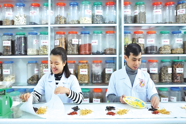 Chú trọng công tác kế thừa, bảo tồn và phát triển y dược cổ truyền