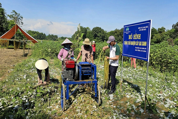 Kỳ vọng mô hình trồng cây gai xanh AP1