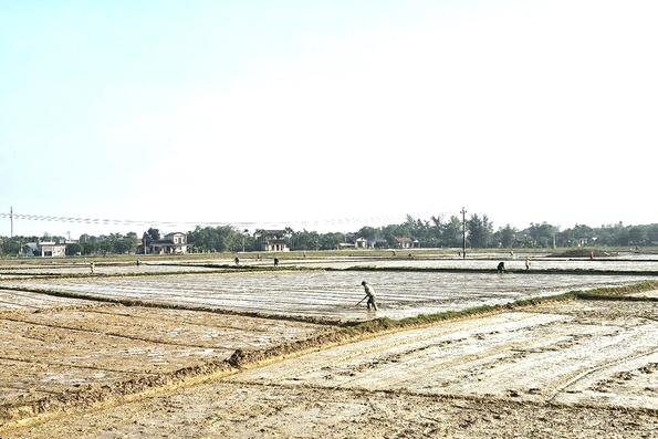 Chủ động điều tiết nước phục vụ vụ hè thu