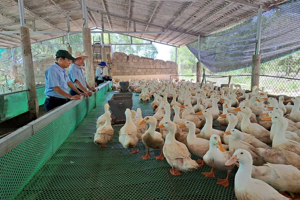 Nuôi vịt thịt trên sàn an toàn sinh học cho lợi nhuận gấp 1,5 lần so với nuôi truyền thống