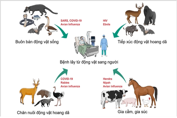 Quy định về chính sách hỗ trợ khắc phục dịch bệnh động vật
