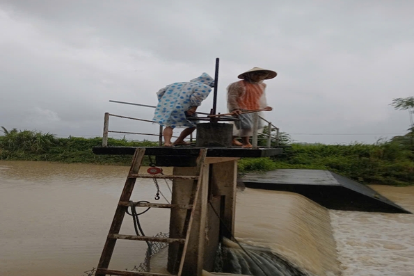 Cam Lộ: Ngập úng 1.192,5/1.288,5 ha lúa vụ Hè thu