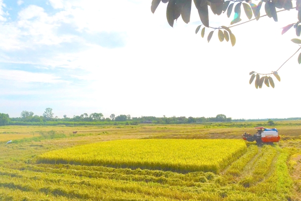 Quan tâm bảo đảm an toàn lao động trong sản xuất nông nghiệp