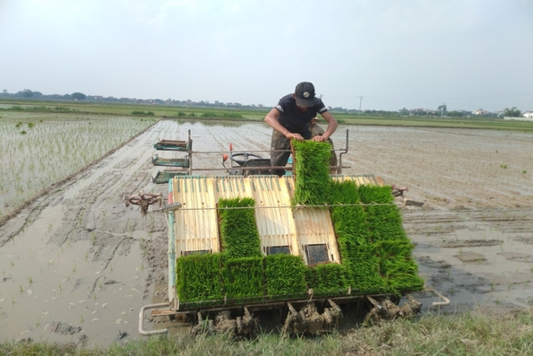 Cần 130 tấn giống lúa ​​​​​​​để gieo lại diện tích bị thiệt hại do bão số 1