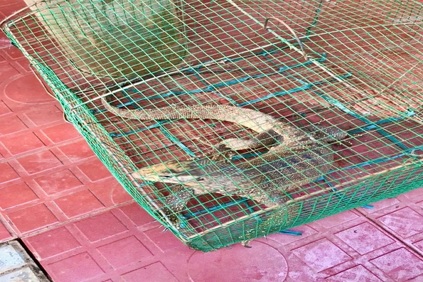 Kỳ đà hoa quý hiếm nặng 1,7 kg “đi lạc” vào vườn nhà dân